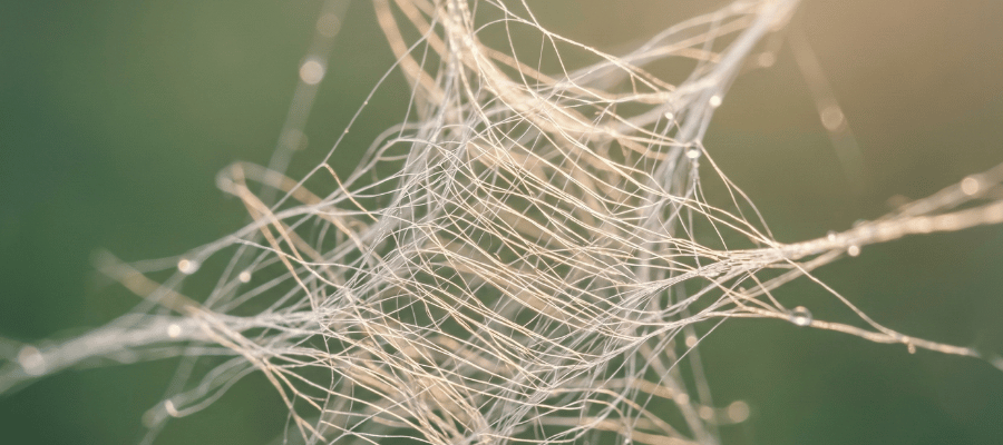 Günlük İnülin Tüketimi Ne Kadar Olmalıdır?