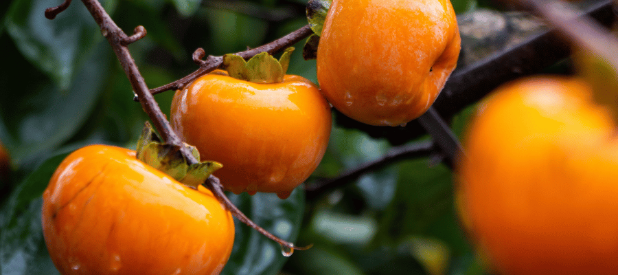 Cennet Hurması Tüketirken Dikkat Edilmesi Gerekenler