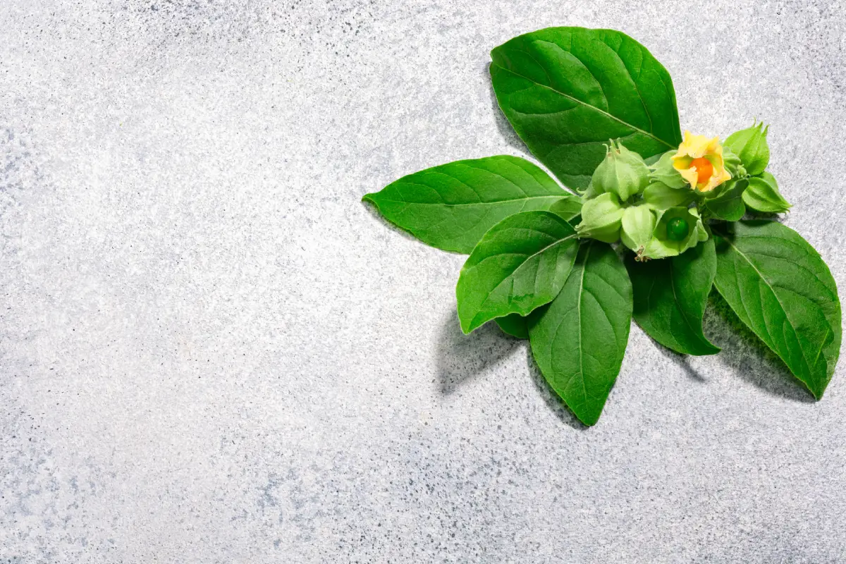 Ashwagandha Nedir? Ashwagandha Ne İşe Yarar?