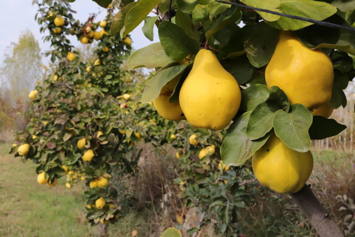 Ayvanın Faydaları Nelerdir? Ayvada Hangi Vitaminler Var?