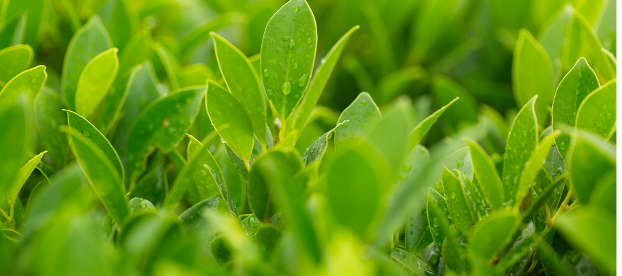 Yeşil Çay ve Siyah Çay Arasındaki Fark Nedir?